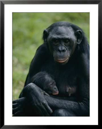 A Mother Bonobo Holds Her Baby At The San Diego Wild Animal Park by Michael Nichols Pricing Limited Edition Print image