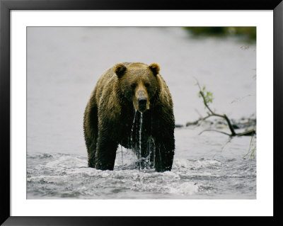 Water Drips From The Mouth Of A Kodiak Bear by George F. Mobley Pricing Limited Edition Print image