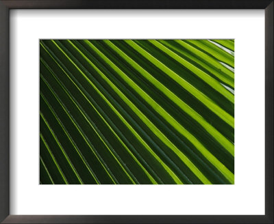 Close View Of A Palm Plant by Nicole Duplaix Pricing Limited Edition Print image
