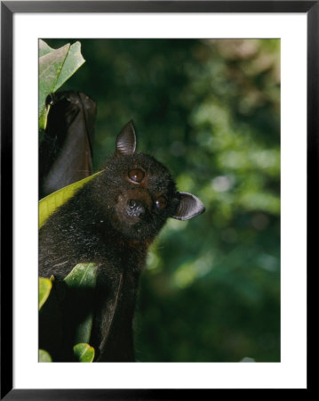 A Captive Juvenile Black Flying Fox Looks Straight At The Camera by Nicole Duplaix Pricing Limited Edition Print image