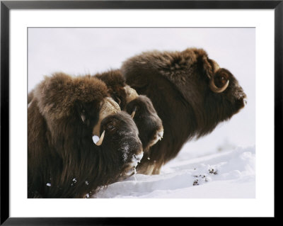 Close View Of Three Musk-Oxen Standing In The Snow by George F. Mobley Pricing Limited Edition Print image