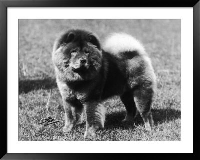Champion Choonam Hung Kwong Crufts, Best In Show, 1936 by Thomas Fall Pricing Limited Edition Print image