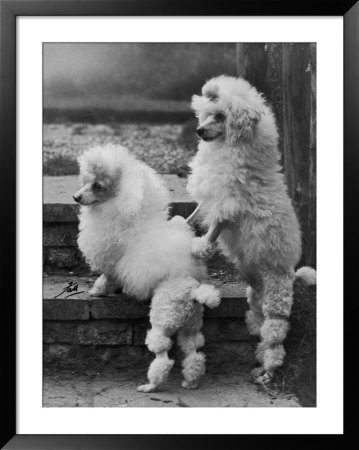 Pair Of Miniature Poodles Owned By Thomas From The Fircot Kennel by Thomas Fall Pricing Limited Edition Print image
