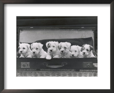 Six Puppies by Thomas Fall Pricing Limited Edition Print image