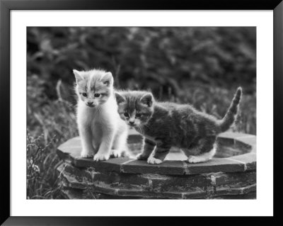Two Kittens Stand In A Bird Bath Watching Something In The Grass by Thomas Fall Pricing Limited Edition Print image