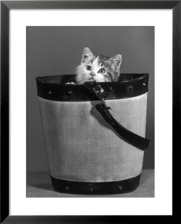 Small Kitten Hides In A Bucket Gazing Up At The Photographer by Thomas Fall Pricing Limited Edition Print image