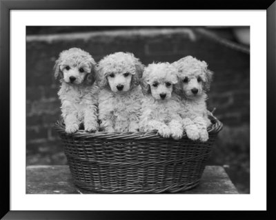 Four Buckwheat White Minature Poodle Puppies Standing In A Basket by Thomas Fall Pricing Limited Edition Print image