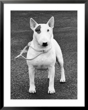 Champion Abraxas Audacity Crufts, Best In Show, 1972 by Thomas Fall Pricing Limited Edition Print image