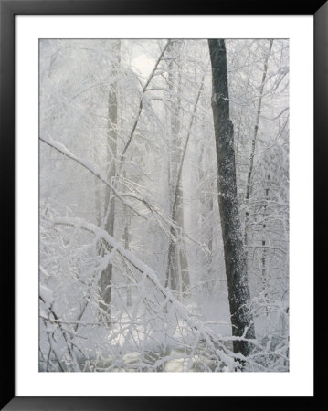 Snow Paints Trees White In The Woods Of New York by Vlad Kharitonov Pricing Limited Edition Print image