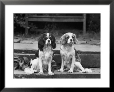 Camilla Of Hillbarn Dickon Of Littlebreach Sitting Together. Owner: Percival by Thomas Fall Pricing Limited Edition Print image