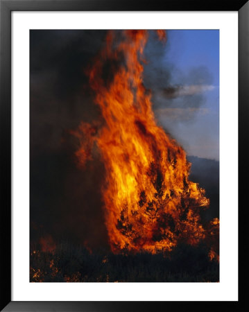 Flames From A Prescribed Fire Burn Trees And Sagebrush by Melissa Farlow Pricing Limited Edition Print image