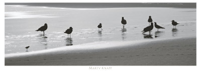 Nine Birds, Point Reyes by Marty Knapp Pricing Limited Edition Print image