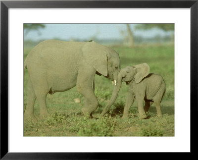 African Elephant, Young, Kenya by Martyn Colbeck Pricing Limited Edition Print image