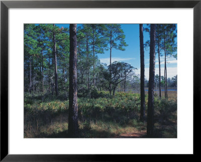 Gulf Coast Pine Flatwoods by Jeff Greenberg Pricing Limited Edition Print image