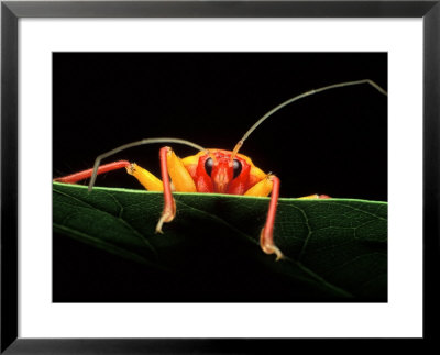 Assassin Bug, Africa by David M. Dennis Pricing Limited Edition Print image