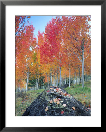 Red Aspen Grove, Boulder Mountain, Dixie National Forest, Utah, Usa by Scott T. Smith Pricing Limited Edition Print image