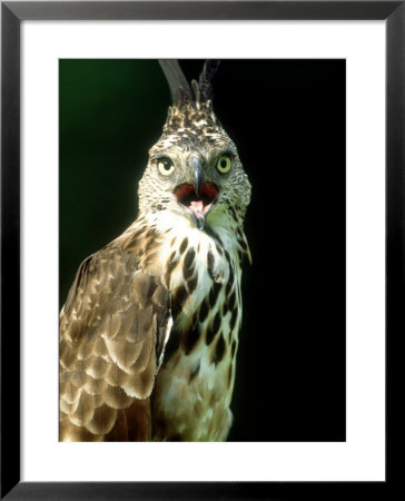 Philippine Hawk-Eagle, Portrait, Philippines by Patricio Robles Gil Pricing Limited Edition Print image