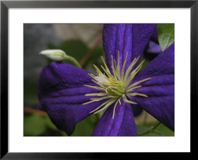 Close-Up Of A Clematis Flower by White & Petteway Pricing Limited Edition Print image