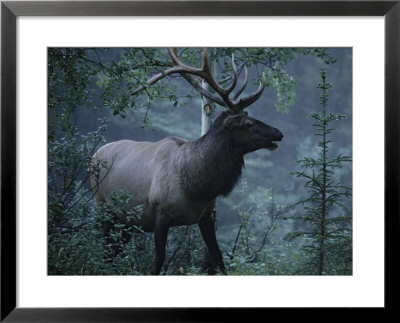 Adult Bull Elk With Antlers In A Woodland Landscape by George Herben Pricing Limited Edition Print image