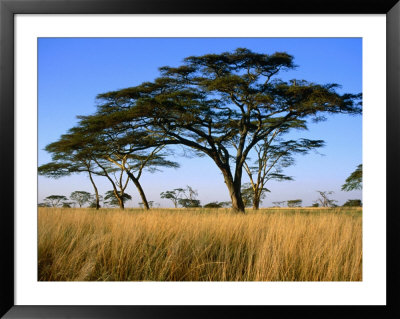 Acacia Trees On Serengeti Plains, Serengeti National Park, Tanzania by Dennis Johnson Pricing Limited Edition Print image