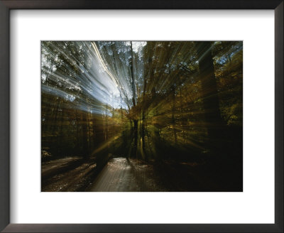 Sunlight Streams Through Trees In A Wooded Park by Todd Gipstein Pricing Limited Edition Print image