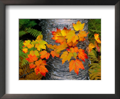Sugar Maple Leaves Set Against The Trunk Of A Yellow Birch Tree by John Eastcott & Yva Momatiuk Pricing Limited Edition Print image