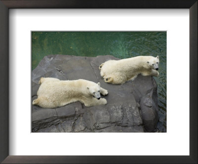 Two Polar Bears Bask In The Sun At The Henry Doorly Zoo, Nebraska by Joel Sartore Pricing Limited Edition Print image