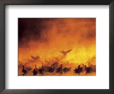 Flock Of Snow Geese In Ground Fog, Bosque Del Apache National Wildlife Reserve, New Mexico, Usa by Arthur Morris Pricing Limited Edition Print image