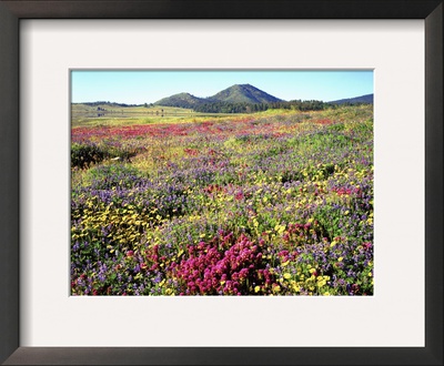 Wildflowers Near Lake Cuyamaca And Stonewall Peak, Cuyamaca Rancho State Park, California, Usa by Christopher Talbot Frank Pricing Limited Edition Print image