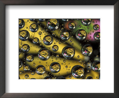 Monarch Butterfly Reflected In Water Drops by Dennis Kirkland Pricing Limited Edition Print image