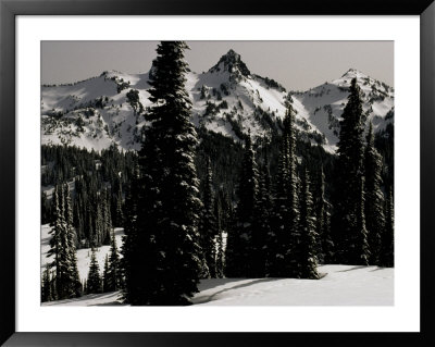 Snowy Mt. Rainer With Trees, Washington, Usa by Michael Brown Pricing Limited Edition Print image