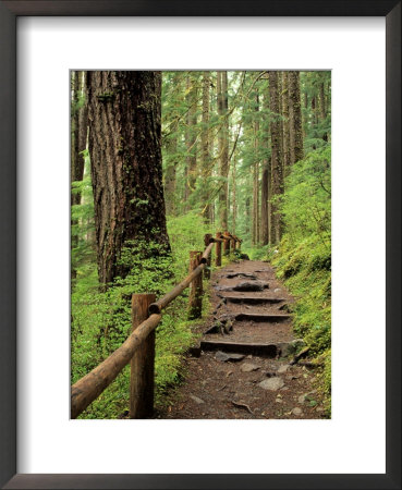 Rainforest With Trail, Sol Duc Valley, Olympic National Park, Washington, Usa by Jamie & Judy Wild Pricing Limited Edition Print image