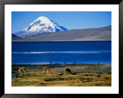 Vicuna Along Shoreline Of Lago Chungara With Volcano Sajama In Background, Lauca Nat. Park, Chile by Woods Wheatcroft Pricing Limited Edition Print image