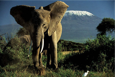 Kenyan Elephant by Jean-Michel Labat Pricing Limited Edition Print image