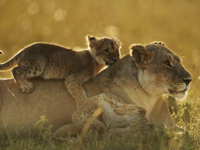 Lion Cub Resting On Mother's Back, Masai Mara, Kenya, East Africa by Anup Shah Pricing Limited Edition Print image