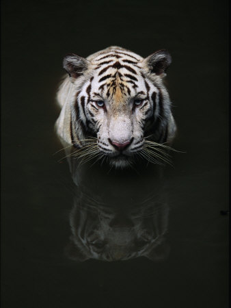White Tiger Head Portrait Reflected In Water, India by Anup Shah Pricing Limited Edition Print image