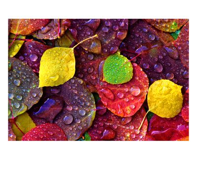 Multi-Colored Aspen Leaves With Rain Drop by Russell Burden Pricing Limited Edition Print image