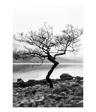 Solitary Tree On The Shore Of Loch Etive, Highlands, Scotland, Uk by Nadia Isakova Pricing Limited Edition Print image