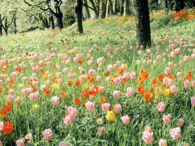 Tulips In Spring, Mainau, Germany by Elfi Kluck Pricing Limited Edition Print image