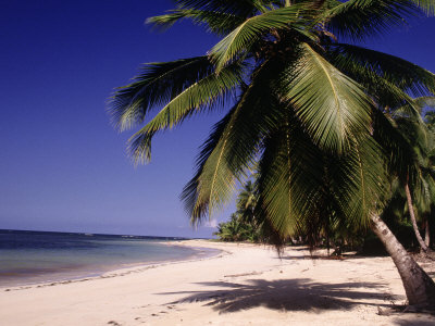 Palm Trees, Dominican Republic, Wi by Elfi Kluck Pricing Limited Edition Print image