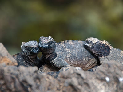 Meerechsen Auf Galapagos by Oliver Schwartz Pricing Limited Edition Print image