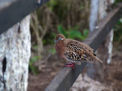 Galapagos-Taube by Oliver Schwartz Pricing Limited Edition Print image