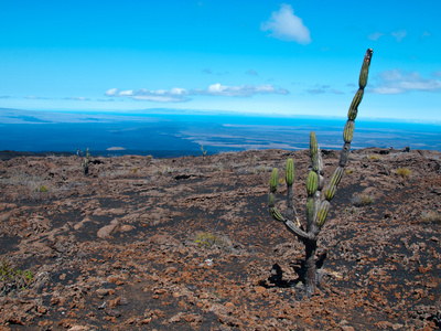 Kaktee Auf Galapagos by Oliver Schwartz Pricing Limited Edition Print image
