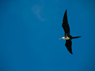 Fliegender Toelpel Auf Galapagos by Oliver Schwartz Pricing Limited Edition Print image