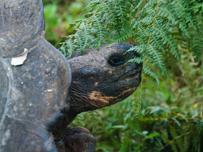Riesenschildkroetenbulle Bei Der Paarung Auf Galapagos by Oliver Schwartz Pricing Limited Edition Print image