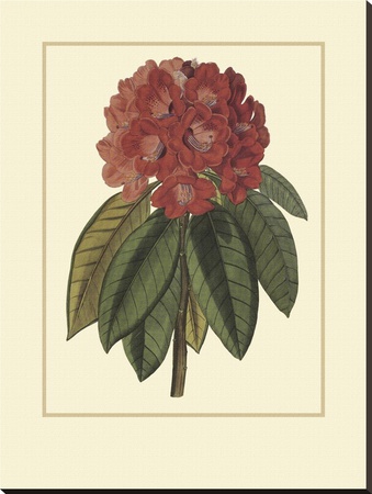 Rhododendron Rojo by Rafael Landea Pricing Limited Edition Print image