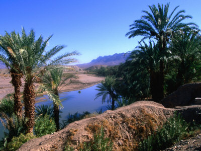 Date Palms In The Draa Valley, Draa Valley, Ouarzazate, Morocco by John Elk Iii Pricing Limited Edition Print image