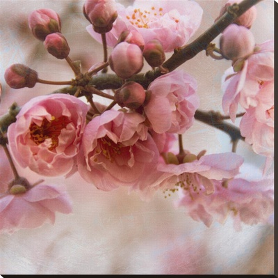 Blossom I by Heather Johnston Pricing Limited Edition Print image