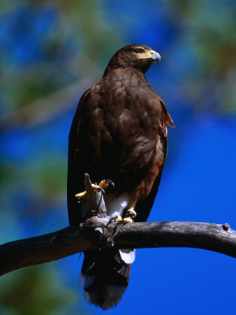 Harris Hawk (Parabuteo Unicintus), Perquin, El Salvador by Alfredo Maiquez Pricing Limited Edition Print image