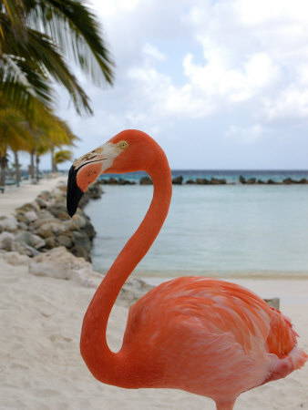 Pink Flamingo On Renaissance Island, Aruba, Caribbean by Lisa S. Engelbrecht Pricing Limited Edition Print image